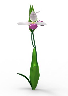 vazo çiçekleri 3d ayrı tut moduyla arka plan