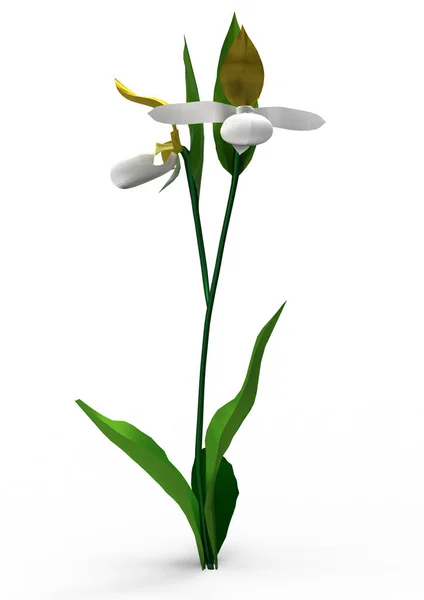 Βάζο Λουλούδια Απομονώσετε Φόντο — Φωτογραφία Αρχείου