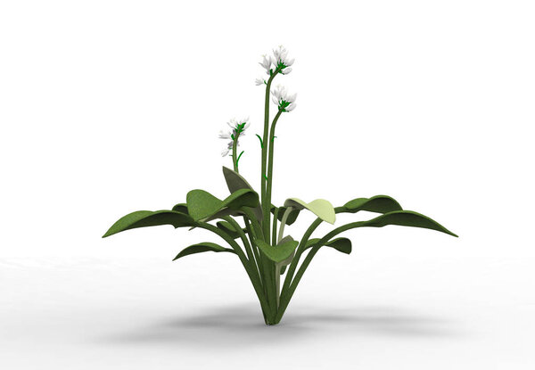 vase flowers 3D isolate background