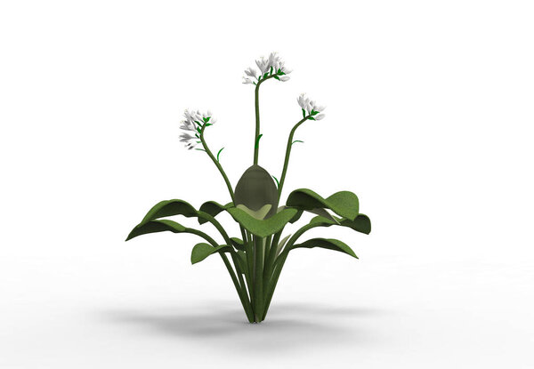 vase flowers 3D isolate background