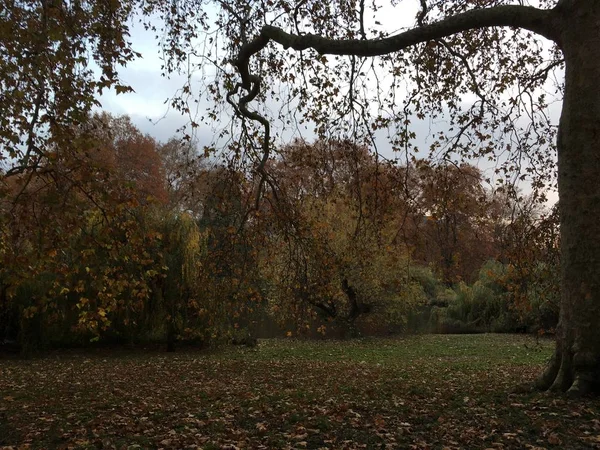 Vista Del Parque Otoño Día Nublado —  Fotos de Stock