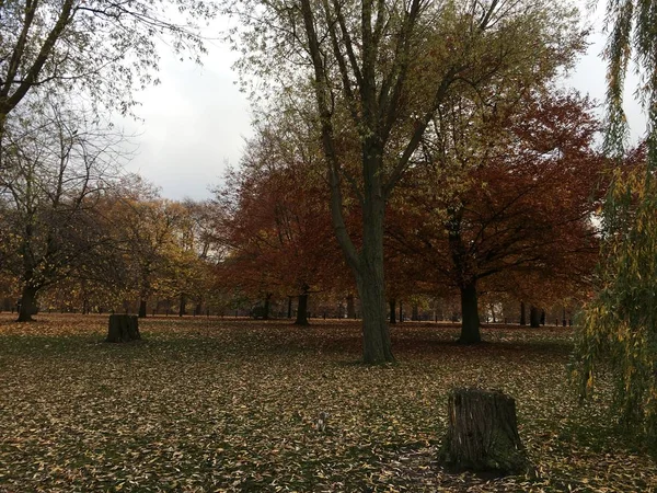 Widok Park Jesień Pochmurny Dzień — Zdjęcie stockowe