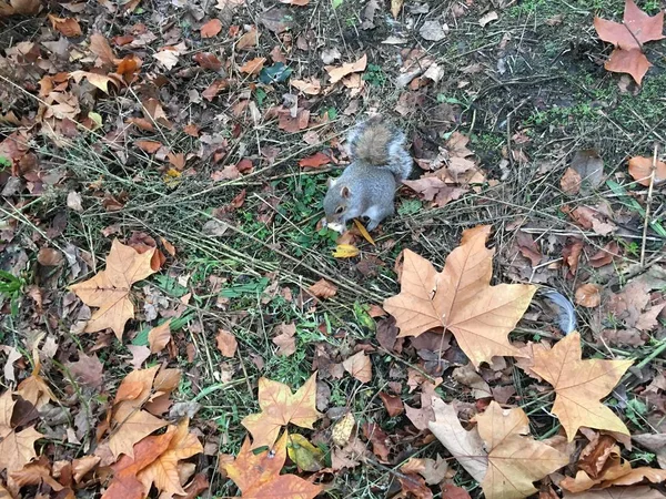 Vue Alimentation Des Écureuils Extérieur — Photo