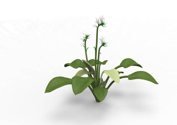 vase flowers 3D isolate background