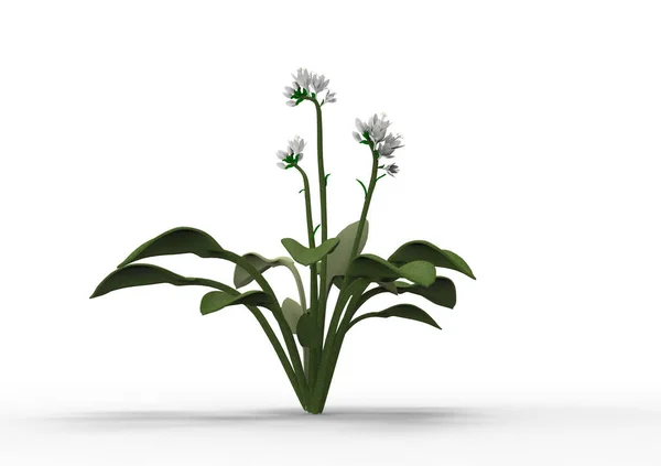 Váza Virág Elkülönítése Háttér — Stock Fotó