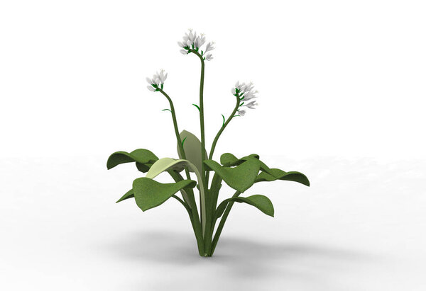 vase flowers 3D isolate background