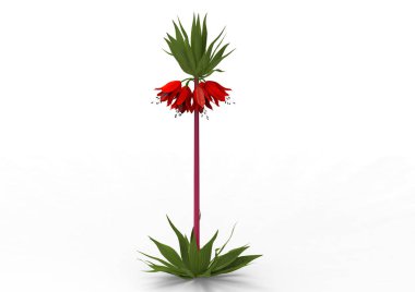 vazo çiçekleri 3d ayrı tut moduyla arka plan