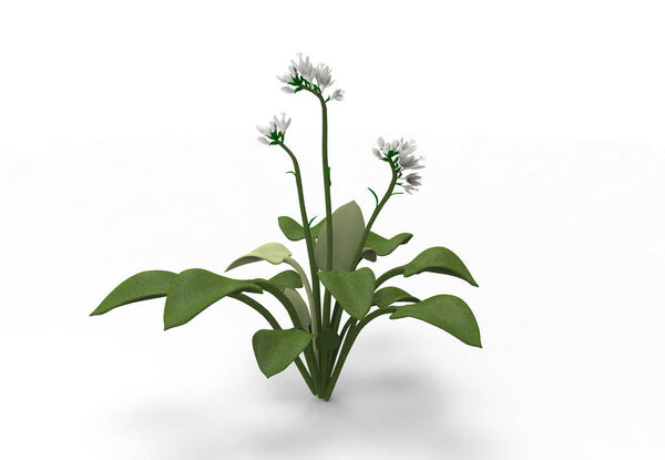 vase flowers 3D isolate background