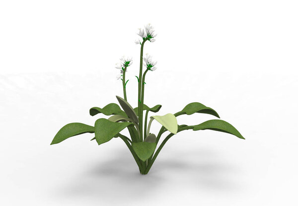 vase flowers 3D isolate background