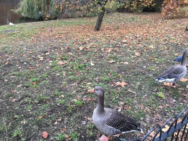 açık havada besleme kazların görünümünü