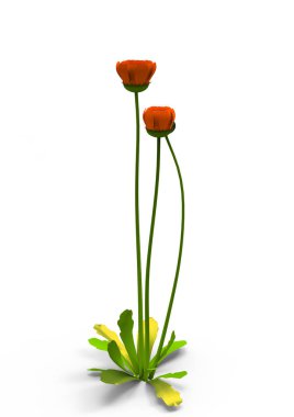 vazo çiçekleri 3d ayrı tut moduyla arka plan