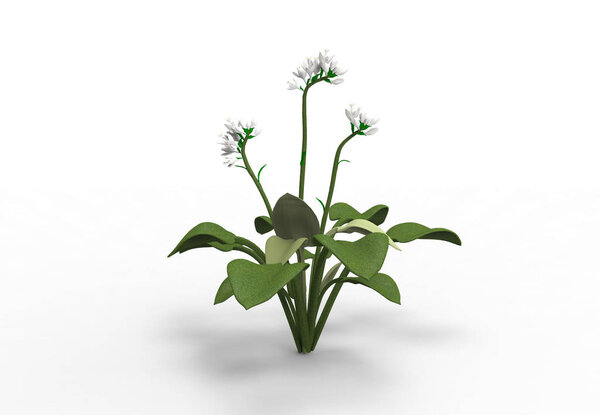 vase flowers 3D isolate background