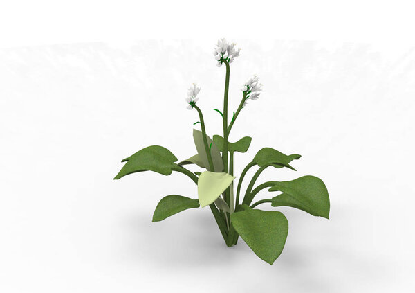 vase flowers 3D isolate background