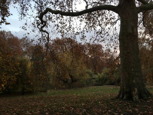 Uitzicht Herfst Park Bewolkte Dag — Stockfoto