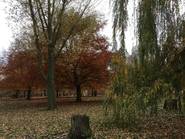 Vista Del Parque Otoño Día Nublado — Foto de Stock