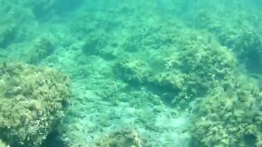 gündüz sualtı hareketinin zaman atlamalı