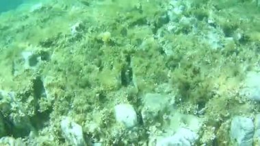 gündüz sualtı hareketinin zaman atlamalı