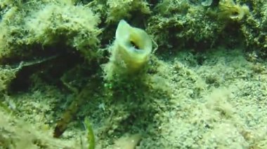 gündüz sualtı hareketinin görünümü