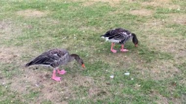 çimde otlayan ördeklerin yakın çekim 