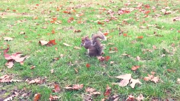 Sonbahar Sezonunda Parkta Sincap Besleme Görünümü — Stok video