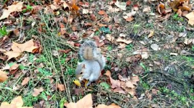 sonbahar sezonunda parkta sincap besleme görünümü