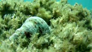 gündüz sualtı hareketinin görünümü