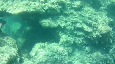 gündüz sualtı hareketinin görünümü