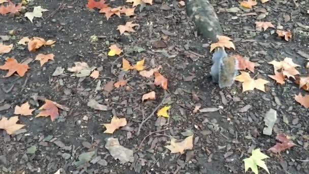 Widok Wiewiórki Karmienia Parku Sezonie Jesiennym — Wideo stockowe