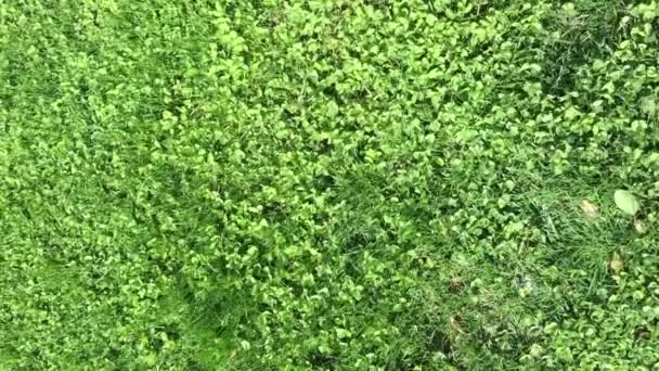 laps de temps du mouvement de l'herbe verte  