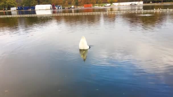 Vista Das Aves Que Flutuam Lago Durante Dia — Vídeo de Stock