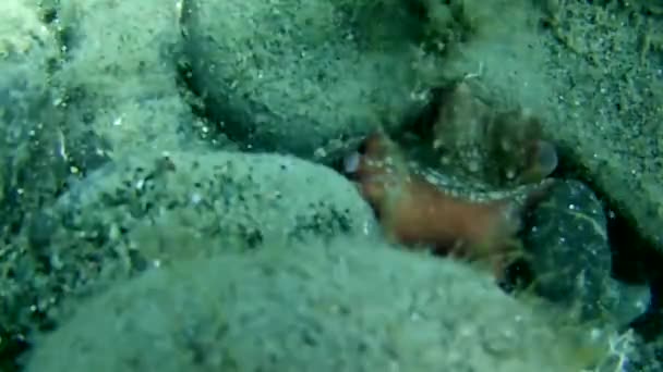 Вид Підводного Руху Вдень — стокове відео