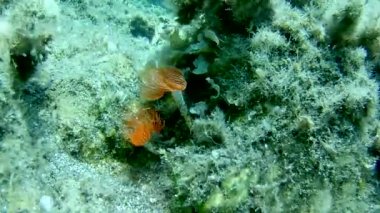 gündüz sualtı hareketinin görünümü