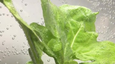 suda yüzen salata yaprakları