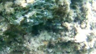 gündüz sualtı hareketinin görünümü