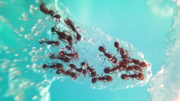 Χρονική Λήξη Των Μυρμηγκιών Που Τρώνε Ζάχαρη Γυαλί — Αρχείο Βίντεο
