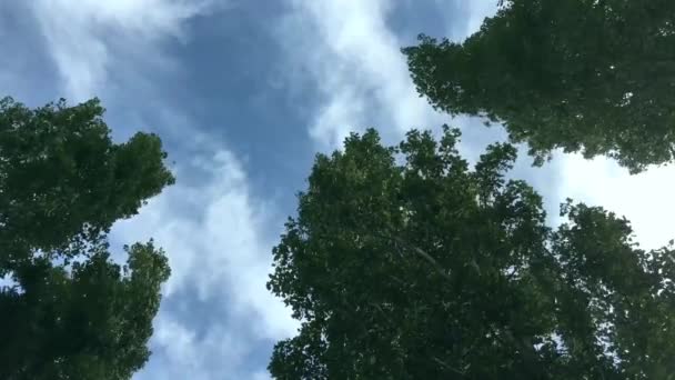 Alacsony Látószögű Nézetet Fák Kék Felhős Háttér — Stock videók