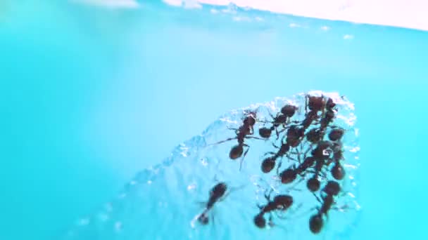 ガラスの中で砂糖を食べるアリの時間経過 — ストック動画