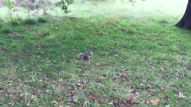 Sonbahar Sezonunda Parkta Sincap Besleme Görünümü — Stok video