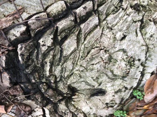 Stromové Kůry Přirozené Textury Pozadí — Stock fotografie