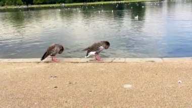 gündüz gölde yüzen kuşların görünümü 