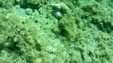 gündüz sualtı hareketinin görünümü