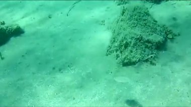 gündüz sualtı hareketinin zaman atlamalı