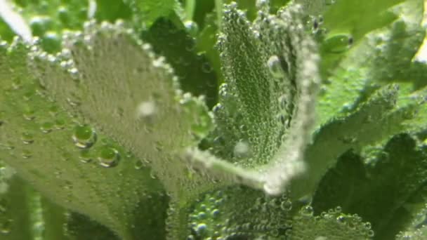 Suda Yüzen Salata Yaprakları — Stok video