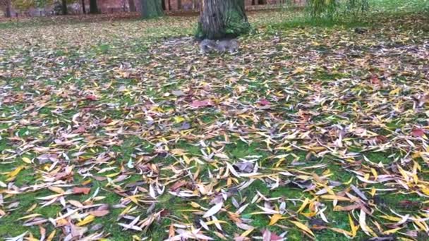 Sonbahar Sezonunda Parkta Sincap Besleme Görünümü — Stok video