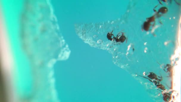 ガラスの中で砂糖を食べるアリの時間経過 — ストック動画