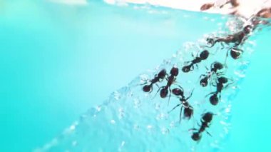 cam şeker yiyen karıncaların zaman atlamalı