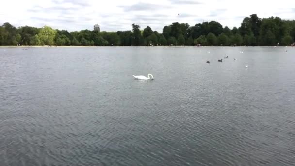 View Ducks Floating Lake Daytime — Stock Video