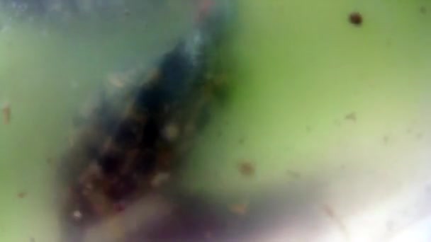 Akvaryumda Yüzen Kaplumbağaların Yakın Çekim — Stok video