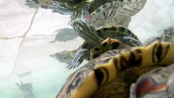 Primer Plano Las Tortugas Nadando Acuario — Vídeos de Stock