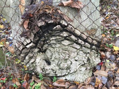 Ağaç kabuğu doğal doku arka plan